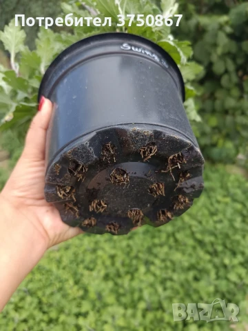 🌸🌹🌿 Едроцветна, нискостеблена, студоустойчива хризантема:, снимка 7 - Градински цветя и растения - 51281031