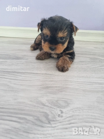 Йоркшир териер , снимка 17 - Йоркширски териер - 53053770