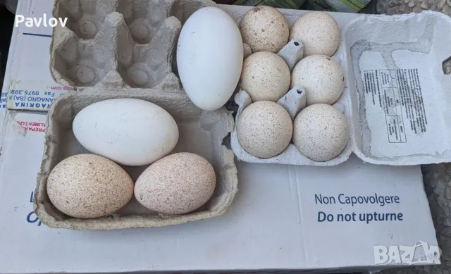 Продавам пуешки, кокоши и гъши яйца (и оплодени), снимка 2 - Кокошки и пуйки - 49941764