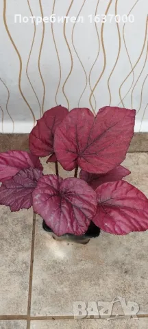 Бегония Inca flame, снимка 1