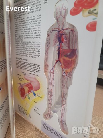 Човешкото тяло," прозрачна " енциклопедия от 1993 г., снимка 5 - Енциклопедии, справочници - 39007785