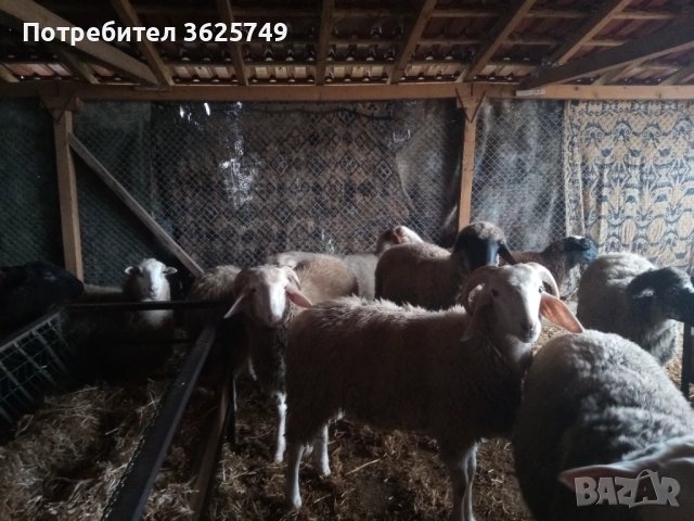 мъжки шилета, снимка 4 - Овце - 52874585