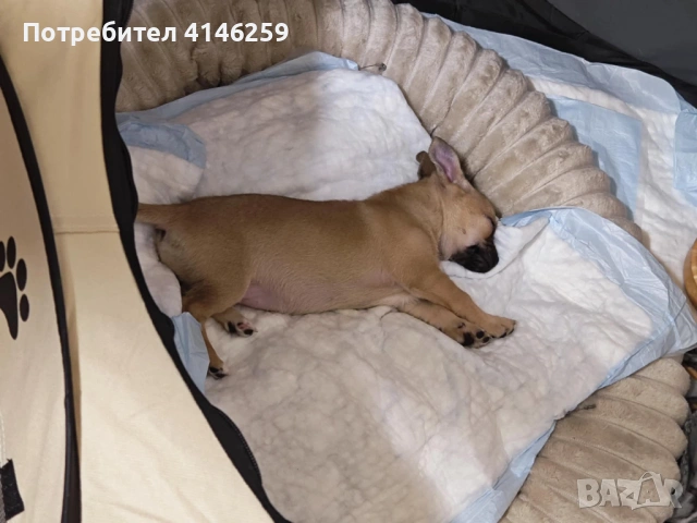 Продавам чистокръвно чихуахуа, снимка 5 - Чихуахуа - 53026554