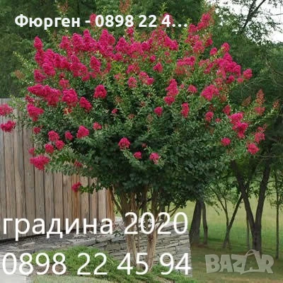 Лагерстремия -индийски люляк, снимка 3 - Разсади - 45845749