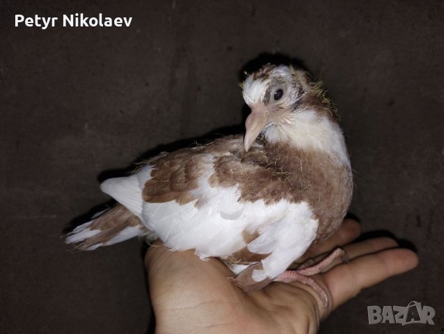 Гълъби летачи, снимка 1