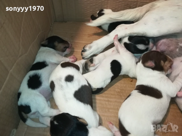 ДЖАК РЪСЕЛ 250ЛВ ЗА КУТРЕ 2008251933, снимка 7 - Джак ръсел териер - 51433966