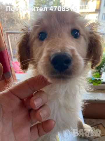 Голдън ретривър  момченце 2 ваксини, снимка 2 - Голдън ретривър - 53689470