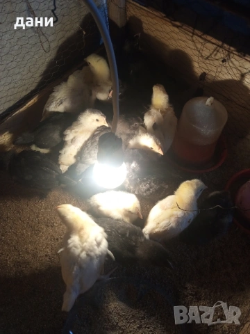 пилета , снимка 3 - Кокошки и пуйки - 53211817