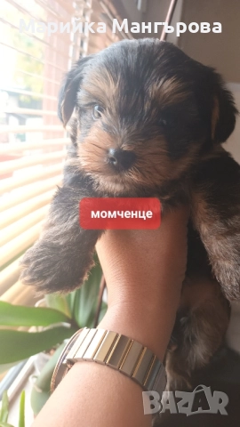 Мини Йоркита много игриви 