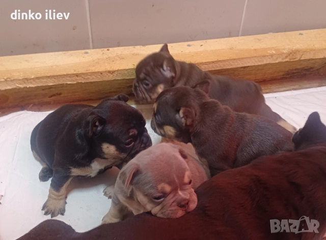 малки булдочета , снимка 4 - Френски булдог - 52907796
