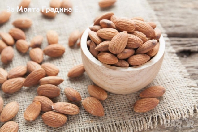 Бадем , снимка 2 - Градински цветя и растения - 53618176