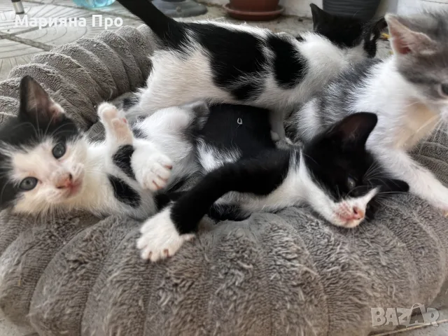 Подарявам малки котенца на 1 месец, снимка 5 - Други - 56151631