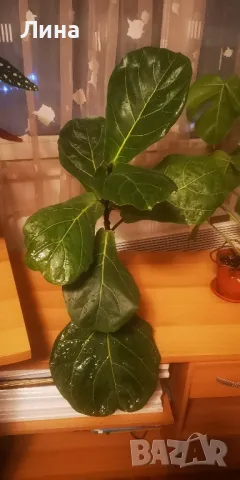 Фикус Лирата(Ficus lyrata) , снимка 2 - Стайни растения - 48452892