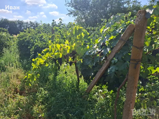 Продавам грозде , снимка 2 - Домашни продукти - 55774244