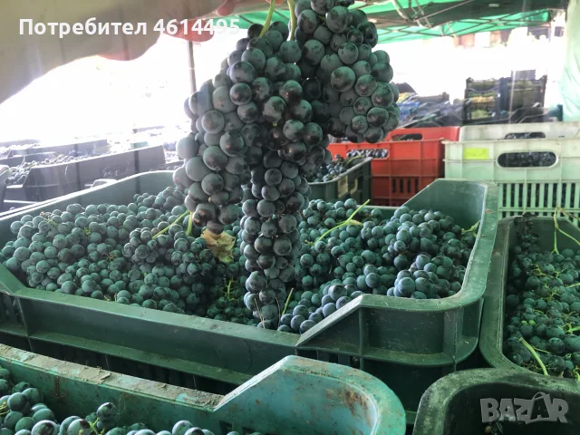 Грозде за вино и ракия, снимка 13 - Други услуги - 55901144