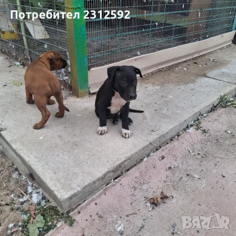 Продават се питбучета!, снимка 8 - Питбул - 56167868