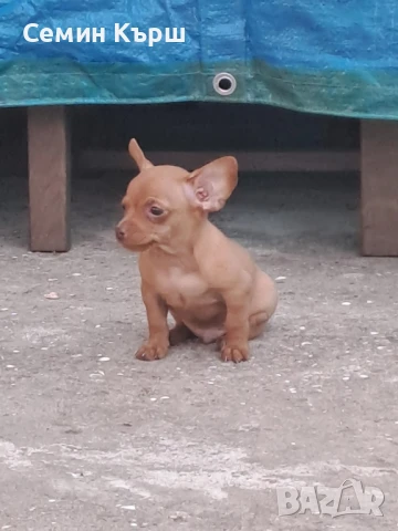 Мини Пинчерче, снимка 1