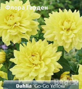 ДАЛИЯ - Глудки/ ПРЕДВАРИТЕЛНИ ПОРЪЧКИ, снимка 9 - Сортови семена и луковици - 44793217