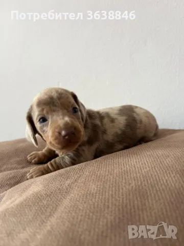 Дакел, снимка 6 - Дакели - 50423865