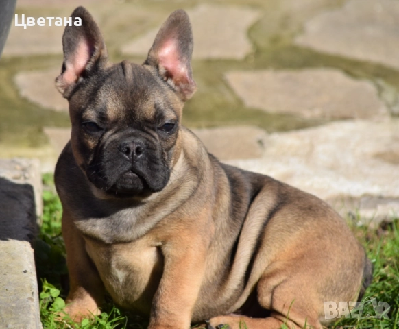 Френски булдог