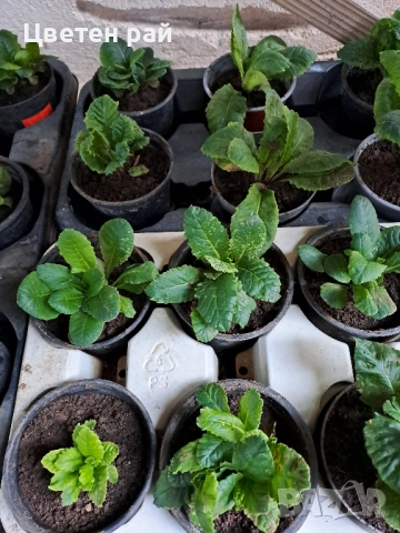 Домашна иглика с грудка , снимка 16 - Градински цветя и растения - 51949012