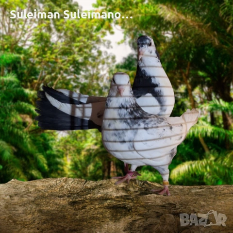 Продавам гълъби на въртене и глас цена за 4те двойки 80 лв, снимка 2 - Гълъби - 53213860