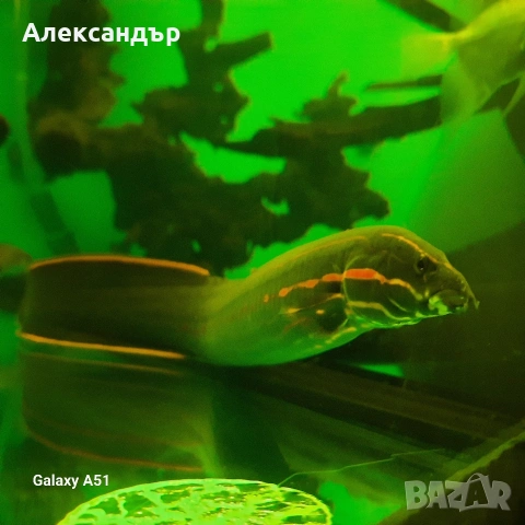 рибки и аквариум