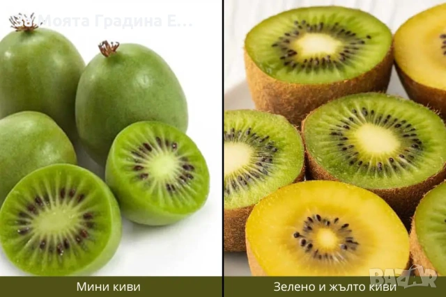 Киви 10 вида, снимка 3 - Градински цветя и растения - 53623368