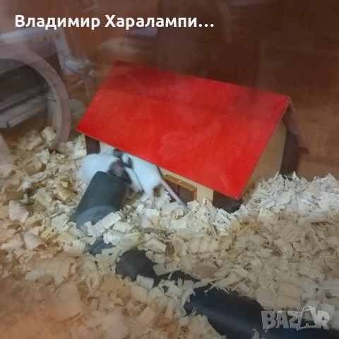 Подарявам китайски мишки панди, снимка 4 - Хамстери - 52458697