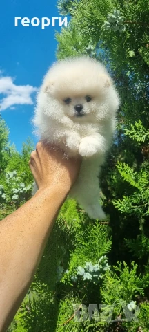 померан померанче, снимка 6 - Померан - 51192687