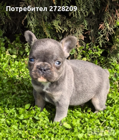 Френски булдог Блу Тан/French Bulldog Blue Tan , снимка 14 - Френски булдог - 53684413