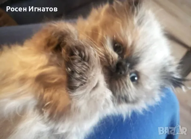 Персийски котетата, снимка 3 - Персийска - 55075838
