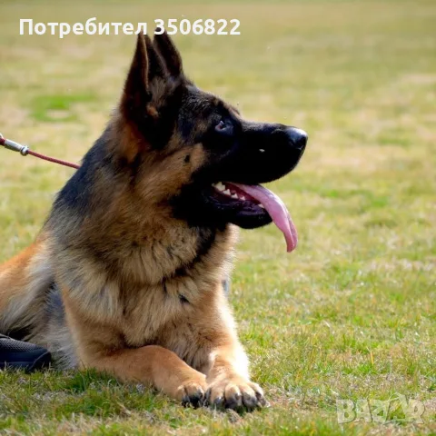 Немскa  Овчарка, снимка 4 - Немска овчарка - 51082246