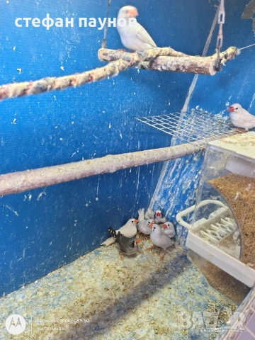 Амадинки, снимка 4 - Амадини - 53731472