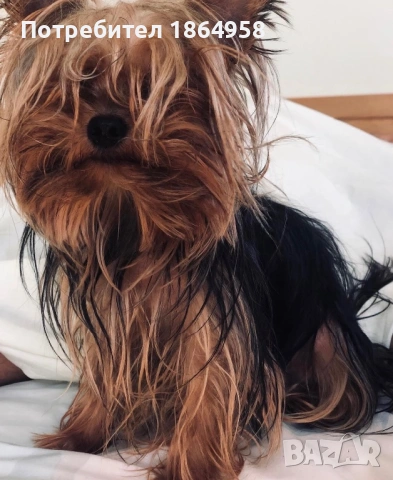 СУПЕР МИНИ ЙОРКИ Доставка , снимка 7 - Йоркширски териер - 53489316