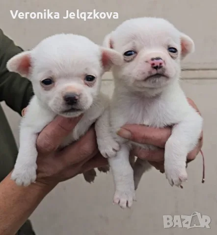Мини чихуахуа уникални , снимка 4 - Чихуахуа - 55774894