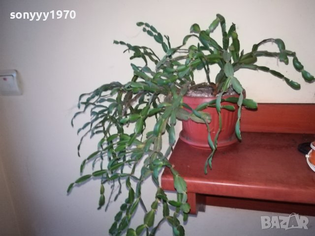 ЦВЕТЕ В САКСИЯ-КОЛЕДАРЧЕ 1802240754, снимка 10 - Стайни растения - 44348218