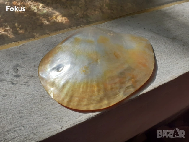 Голяма седефена мида с апликация от сребро, снимка 6 - Антикварни и старинни предмети - 53408688