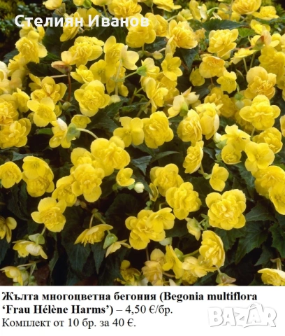Жълта многоцветна бегония (Begonia multiflora ‘Frau Hélène Harms’) – грудки