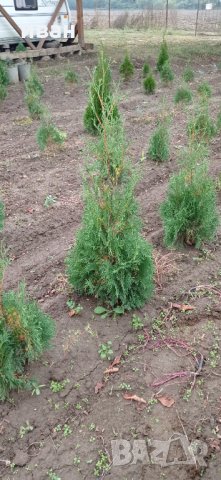 Източна туя Пролетна промоция, снимка 8 - Градински цветя и растения - 10099584