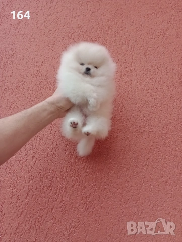 Прекрасно бяло мини женско Померанче. Мини Померан. Реални снимки от 24.01.26 г. , снимка 6 - Померан - 53228313