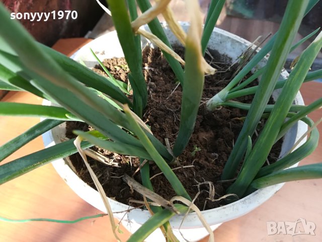 ЛУК ЗАСАДЕН В САКСИЯ-ЗА САЛАТАТА ЗА ДЕКОР ИЛИ ДР 1802241006, снимка 10 - Стайни растения - 44349132