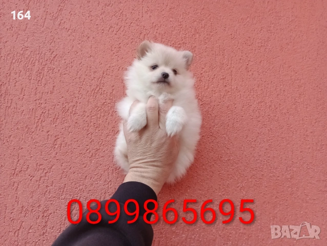 Женски  Померан. Снимки от 18.02.26, снимка 2 - Померан - 53455201