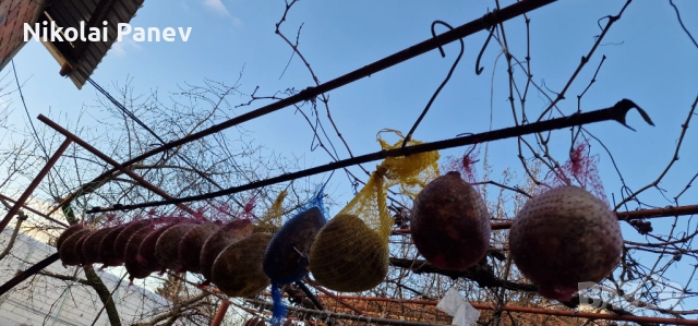 Продавам пуски от домашни прасета, снимка 2 - Прасета - 52948577