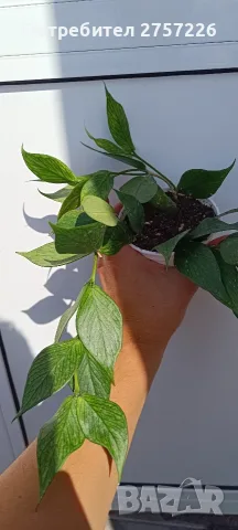 Hoya polyneura,Хоя полинеура, снимка 3 - Стайни растения - 56071207