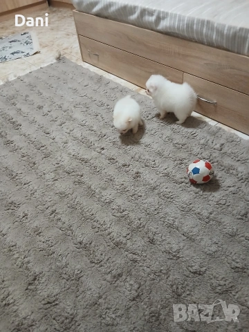 Mini Pomeran, снимка 5 - Померан - 53406474