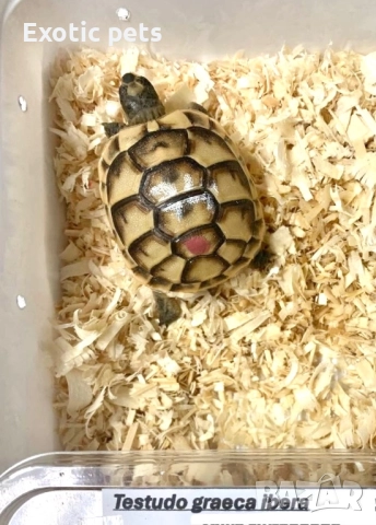 Костенурка , Testudo Graeca