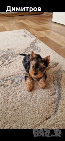 продавам мини Йоркширски териер ваксинирани и обеспаразитени , снимка 5 - Йоркширски териер - 52714431