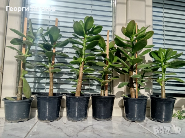 Дървото на живота, снимка 3 - Стайни растения - 52072244