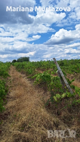 Дългосрочна аренда на лозе мускат ( стар масив) 4.5 дка , снимка 4 - Други оферти за работа - 53139784